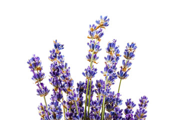 Naklejka premium Lavender flowers isolated on white background. Close up. Space for text