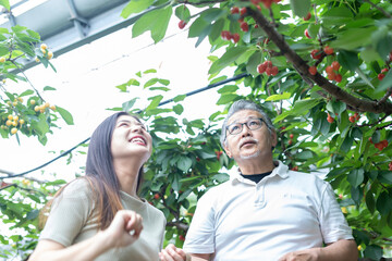 Fototapeta premium 親子でサクランボ狩り