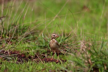 A small bird grazing on a green grass plate.its a beautiful pipit.The pipits are a cosmopolitan genus, Anthus, of small passerine birds with medium to long tails. Along with the wagtails and longclaws