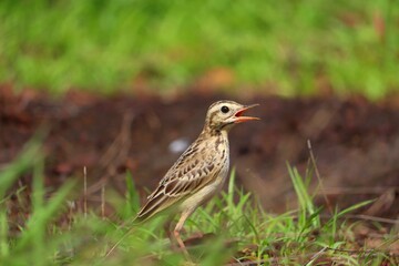 A small bird grazing on a green grass plate.its a beautiful pipit.The pipits are a cosmopolitan genus, Anthus, of small passerine birds with medium to long tails. Along with the wagtails and longclaws
