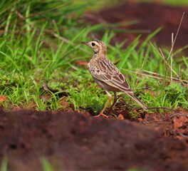 Fototapeta premium A small bird grazing on a green grass plate.its a beautiful pipit.The pipits are a cosmopolitan genus, Anthus, of small passerine birds with medium to long tails. Along with the wagtails and longclaws