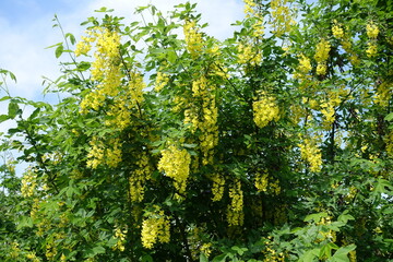 Crown of blossoming Laburnum anagyroides bush in mid May