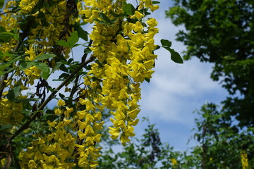 Fototapeta premium Florescence of Laburnum anagyroides bush against blue sky in mid May