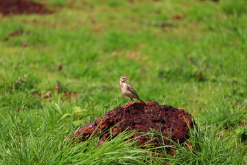 A small bird grazing on a green grass plate.its a beautiful pipit.The pipits are a cosmopolitan genus, Anthus, of small passerine birds with medium to long tails. Along with the wagtails and longclaws