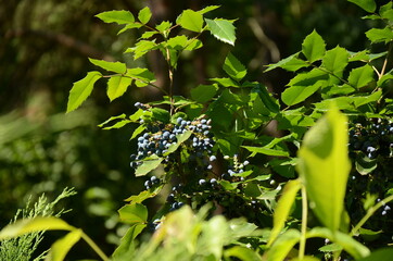 Green leaves in the park.