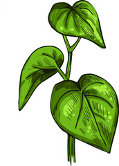Kava isolated vector illustration. Kava-kava pepper crop, green bitter leaves. awa or ava, yaqona sakau, seka and malok or malogu. Herb with adverse effect, medical remedy plant handdrawn - obrazy, fototapety, plakaty