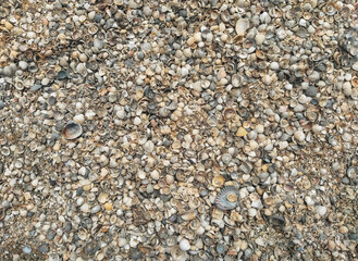 The texture of small and large, multi-colored sea shells. Photograph, top view.