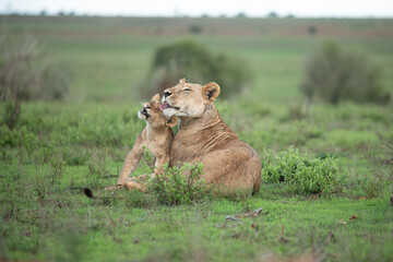 Obraz na płótnie Canvas Löwe Afrika Safari Löwenbabys Löwenjungen spielen süß