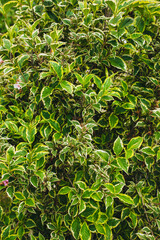 Weigela texture, background of green garden foliage.