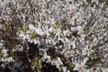 Five petaled white flowers of prunus tomentosa in April