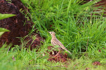 A small bird grazing on a green grass plate.its a beautiful pipit.The pipits are a cosmopolitan genus, Anthus, of small passerine birds with medium to long tails. Along with the wagtails and longclaws