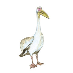 One pelican bird isolated on white background. Watercolor realistic hand drawing illustration of Pelecanus rufescens. Tropic white bird.