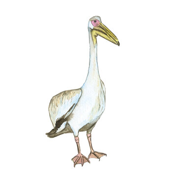 One pelican bird isolated on white background. Watercolor realistic hand drawing illustration of Pelecanus rufescens. Tropic white bird.