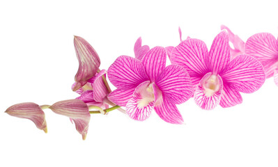Fototapeta premium pink orchid flowers isolated on white background