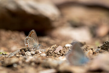 Oriental Brown-eyed butterfly / Plebejus carmon