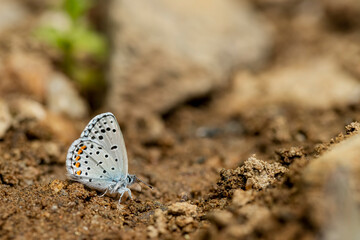 Himalayan Blue butterfly / Pseudophilotes vicrama