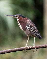 Green Heron bird Stock Photos.   Green Heron bird close-up profile view with blur background. Green Heron picture, image, portrait, photo.