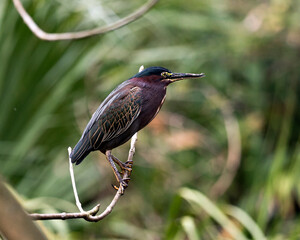 Green Heron bird Stock Photos.   Green Heron bird close-up profile view with blur background. Green Heron picture, image, portrait, photo.