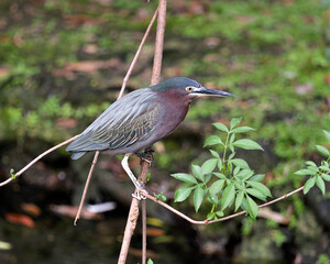 Green Heron bird Stock Photos.   Green Heron bird close-up profile view with blur background. Green Heron picture, image, portrait, photo.