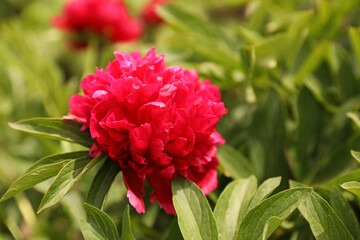 Beautiful red peony outdoors on spring day, closeup