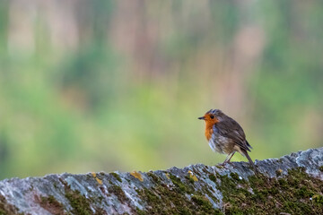 European Robin Erithacus rubecula Profile Blurred Background O Seixo Mugardos Galicia