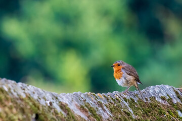 European Robin Erithacus rubecula Green Blurred Background O Seixo Mugardos Galicia
