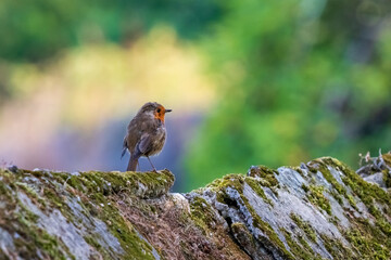European Robin Erithacus rubecula Bright Colored Background O Seixo Mugardos Galicia
