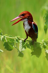 Kingfishers or Alcedinidae are a family of small to medium sized, brightly colored birds in the order Coraciiformes. Beautiful natural 