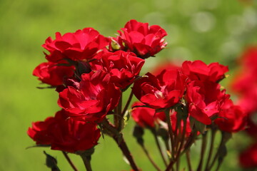 Rose in the Flora Rosarium in the village of Boskoop,Netherlands