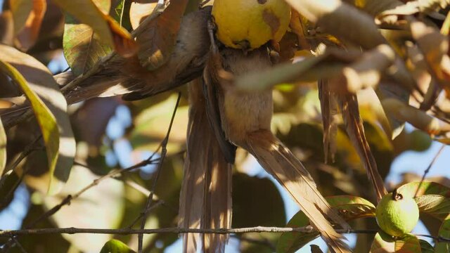 Group of speckled mousebirds with long tails eating a ripe guava fruit, close up