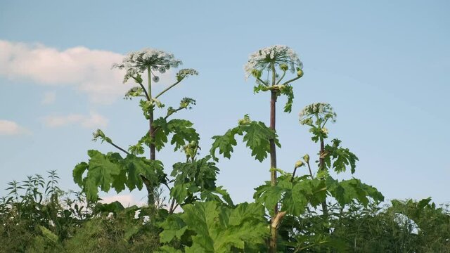 hogweed grows in field against blue sky. concept of distribution of Sosnovsky hogweed.