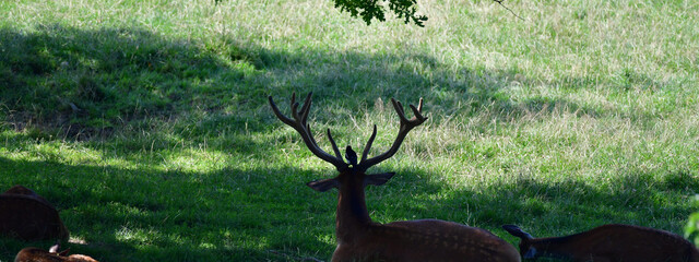Hirsch mit Elster im Geweih