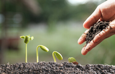Agriculture. Growing plants. Plant seedling. Hand nurturing and watering young baby plants growing...