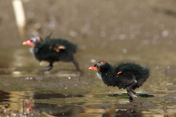 Little birds © Ernest