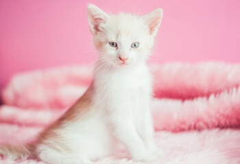 Small baby white cat sitting. Fluffy pink background. Cute animal for adoption. 