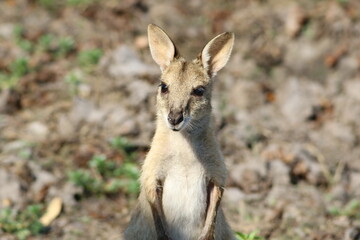 The upper part of the body of a wild kangaroo with blurred background. NT, Australia. 
