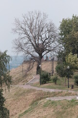 tree in the park