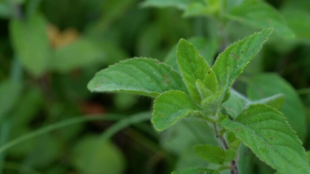 Wild Mint in a natural pure environment (Mentha arvensis) - (4K)