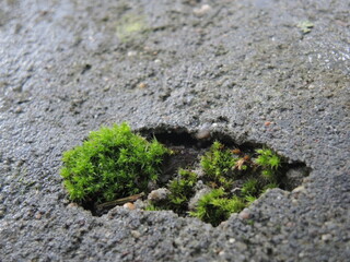 Photograph of moss and cracked concrete. Fotografia zielonego mchu na betonie.