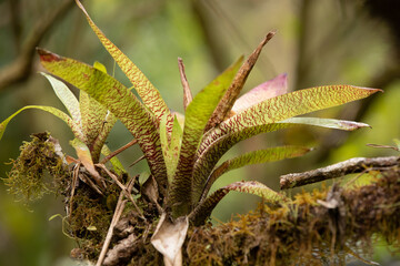 Bromelien im Regenwald von Costa Rica
