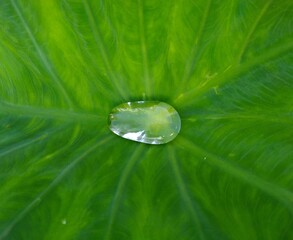 green leaf with water drops. This image shoot date is 13 july 2020 in india state assam village baniarapara. 