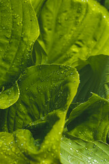 Big green hosta leaves with waterdrops