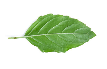 holy basil leaf isolated on white background