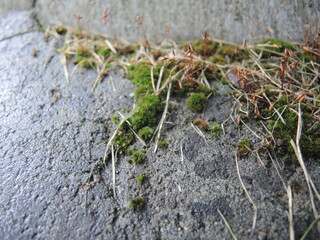 Photograph of moss and cracked concrete. Fotografia zielonego mchu na betonie.