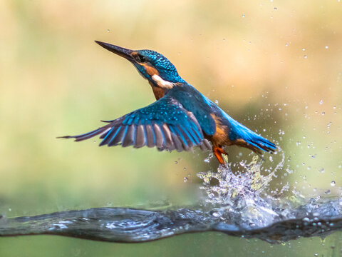 Common European Kingfisher emerging abstract