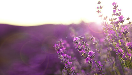 Blooming Lavender Field In Summer