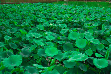 Lotus leaf and grass