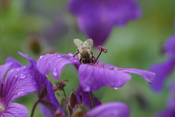 Geranium x magnificum 'Anemoniflorum' with a honey bee