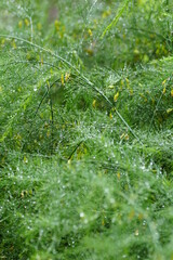 Anethum graveolens with water drops 