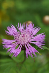 Centaurea jacea on a green meadow